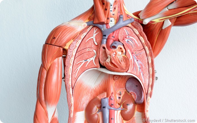 Upper body human anatomy model